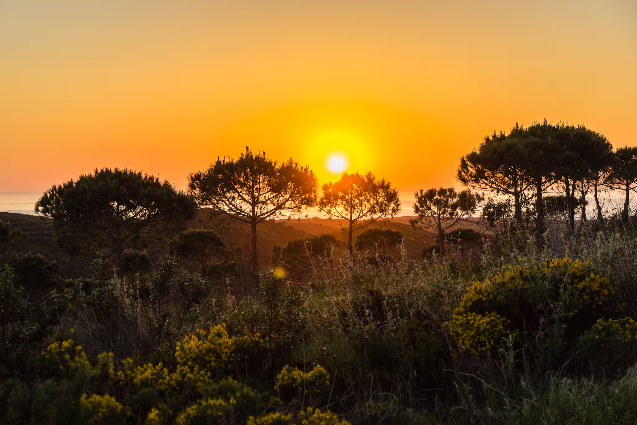 Colinas onduladas con vista a la puesta de sol sobre el océano.